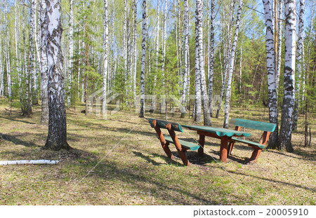 Picnic area in the forest glade 20005910