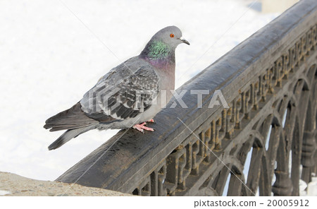 Pigeon 20005912