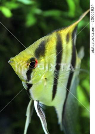 aquarium, pterophyllum, decoration 20005924