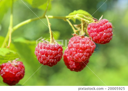Raspberry bush Raspberry bush 20005925