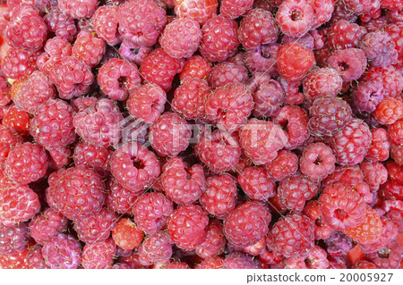 Red ripe raspberry Red ripe raspberry 20005927