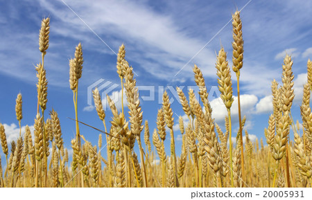 Ripe ears of wheat Ripe ears of wheat 20005931