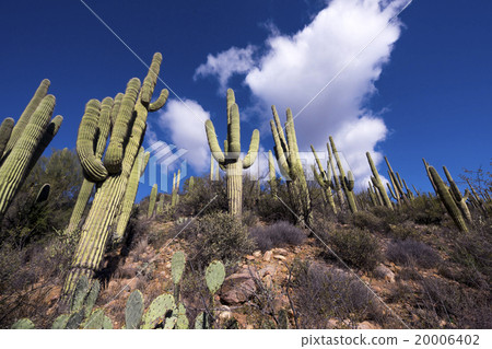 Saguaro Cactus 20006402