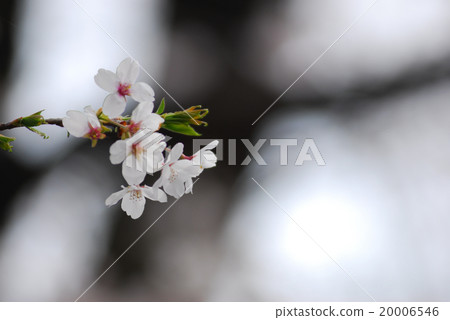 Sakuragogawa Park 20006546