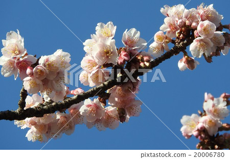 Cold cherry blossoms bloom early spring from late winter. It is said to be a natural hybrid of Oshima Sakura and Kurakura Sakura. Cold cherry blossoms bloom early spring from late winter. It is said to be a natural hybrid of Oshima Sakura and Kurakura Sakura. 20006780