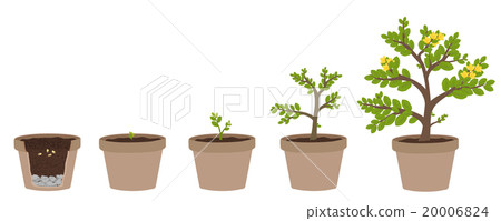 How to grow plants. easy step by step for kids 20006824