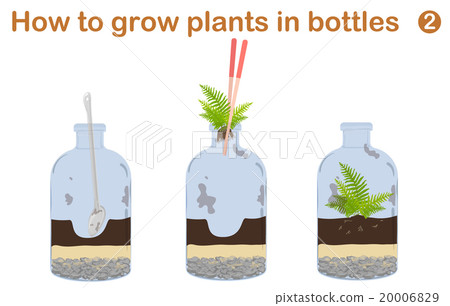 How to grow plants in bottles. Terrariums How to grow plants in bottles. Terrariums 20006829