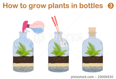 How to grow plants in bottles. Terrariums 20006830