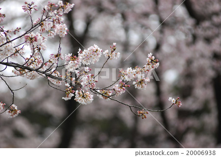 櫻花川公園 櫻花川公園 20006938