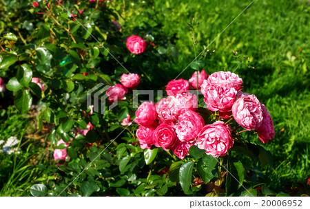 Bush of red roses in the garden Bush of red roses in the garden 20006952