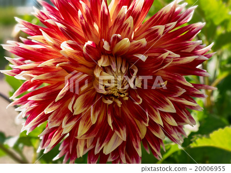 Blooming Dahlia Bud 20006955