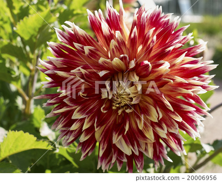 Blooming Dahlia Bud Blooming Dahlia Bud 20006956