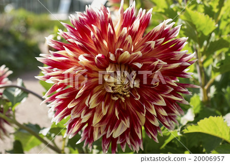 Blooming Dahlia Bud Blooming Dahlia Bud 20006957