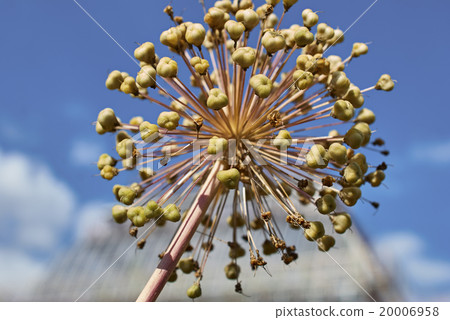 inflorescence on the background of blue sky inflorescence on the background of blue sky 20006958