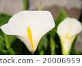 花的顏色 20006959