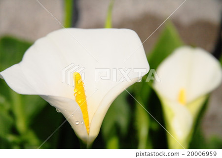 Flower color Flower color 20006959