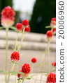 草莓園 20006960