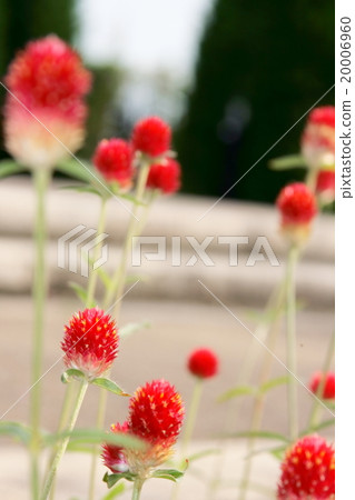 草莓園 草莓園 20006960