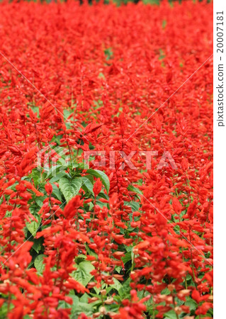 Salvia Splendes Salvia Splendes 20007181