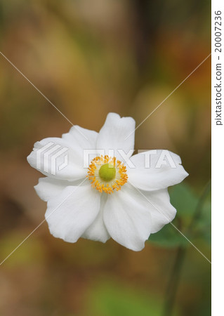 Shumayigiku 20007236