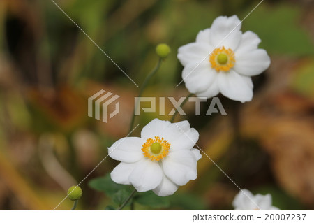 打破碗花花 打破碗花花 20007237