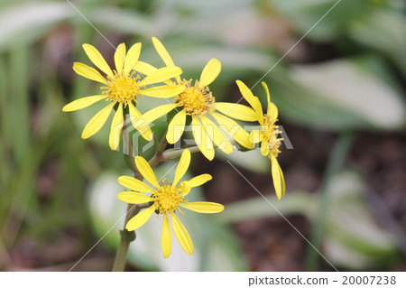 大吳風草 20007238