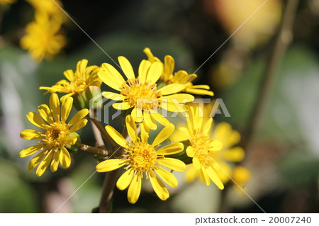 Tsuwabuki Tsuwabuki 20007240