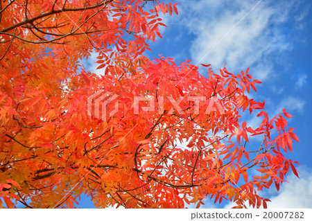 Bright red leaves of maikochi 20007282