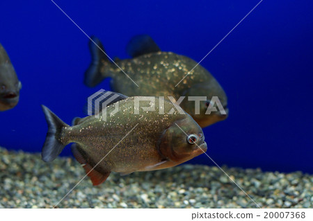 Piranha (Salmon's home and Chitose Aquarium) 20007368