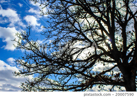 Seven Star Tree 20007590