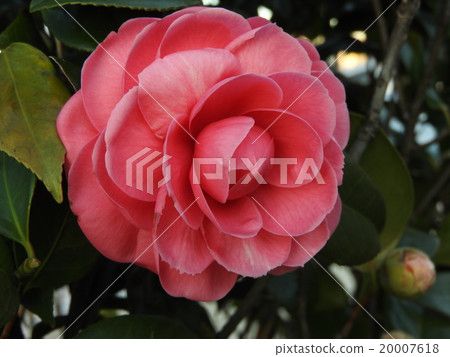 Camellia flower blooming from winter to early spring. Gorgeous and take the nickname of "Queen of the tea flower". 20007618