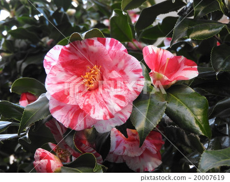 A red flower with vitiligo, a pretty variegated beaked flower. 20007619
