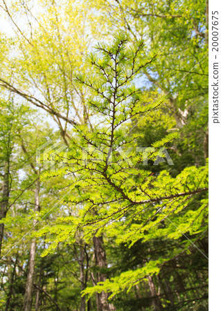 Kamikochi和森林在初夏 Kamikochi和森林在初夏 20007675