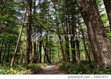 Kamikochi和森林在初夏 Kamikochi和森林在初夏 20007677