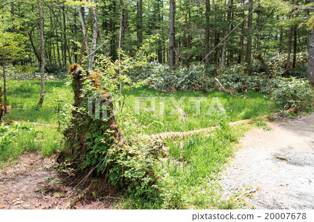 Kamikochi和森林在初夏 20007678