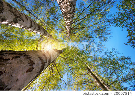 Tree foliage in morning light Tree foliage in morning light 20007814