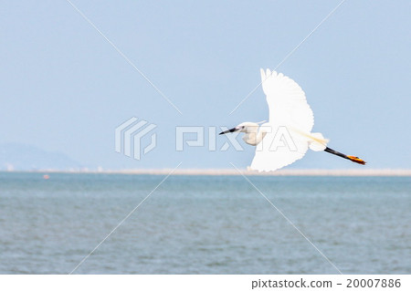 Great Egret (Casmerodius Albus) bird. 20007886