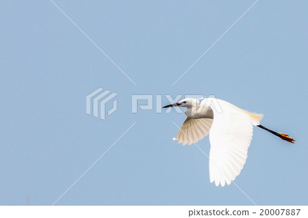 Great Egret (Casmerodius Albus) bird. 20007887