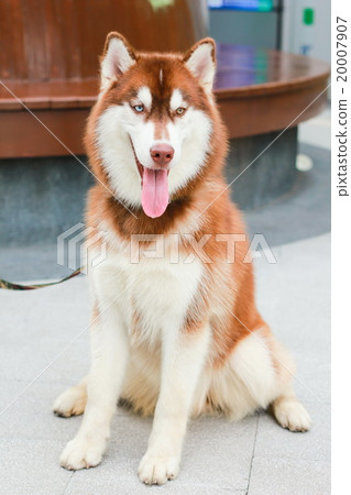 Portrait of Siberian Husky Dog 20007907