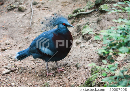 Blue Crowned Pigeon 20007908