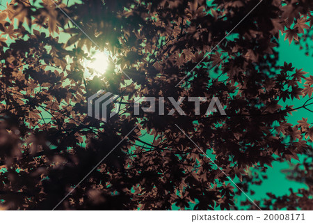 Sun ray through green leaf with len flare Sun ray through green leaf with len flare 20008171