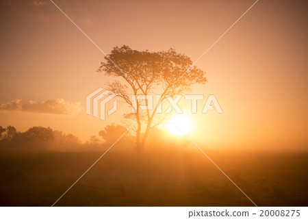 THAILAND ISAN SURIN LANDSCAPE MORNING THAILAND ISAN SURIN LANDSCAPE MORNING 20008275