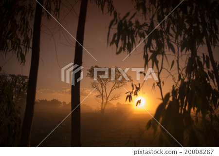 THAILAND ISAN SURIN LANDSCAPE MORNING 20008287