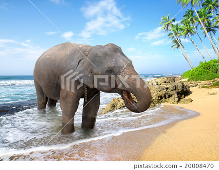 Elephant on the beach Elephant on the beach 20008470