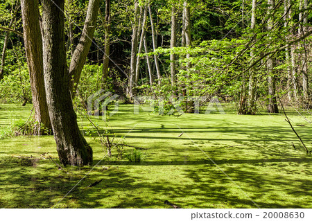 Lake in a forest 20008630