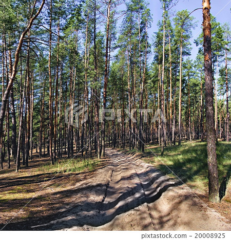 Country road in a pine forest Country road in a pine forest 20008925