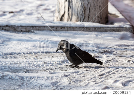 Common raven (Corvus corax). Wild life animal. 20009124