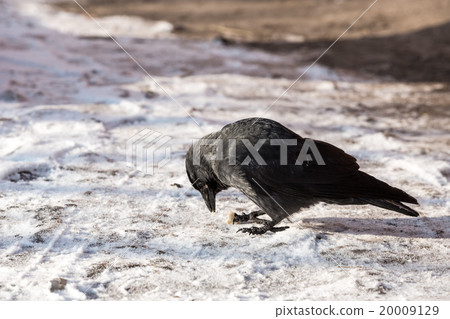 Common raven (Corvus corax). Wild life animal. 20009129