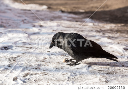 Common raven (Corvus corax). Wild life animal. Common raven (Corvus corax). Wild life animal. 20009130