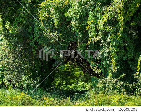 Walkway with trees 20009205